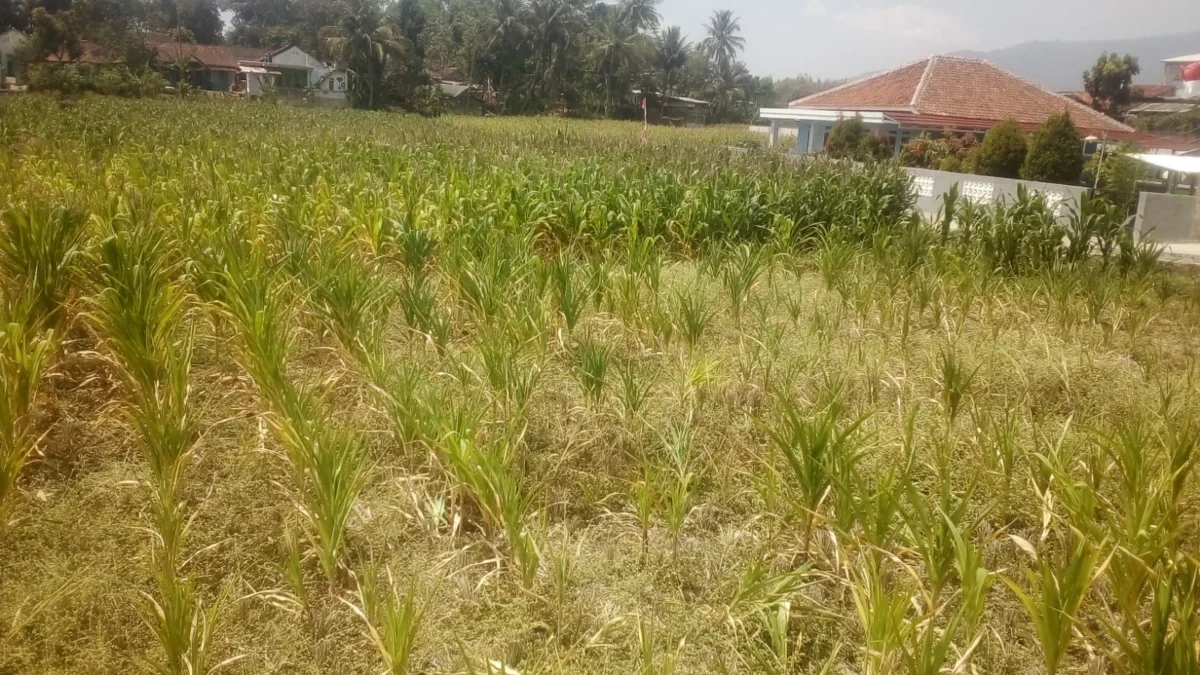 Tanaman jagung di Kondang Desa Kertajaya Kecamatan Cibatu banyak yang mati akibat kekeringan (pepen apendi)