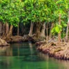 Menyelami Keajaiban Alam: Pesona Hutan Mangrove