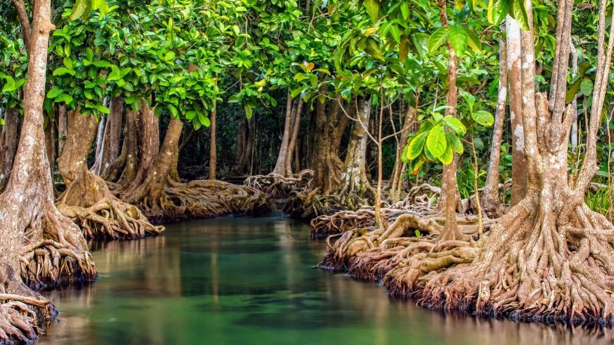 Menyelami Keajaiban Alam: Pesona Hutan Mangrove