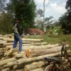 ojek angkut kayu di Desa Majasari, Cibiuk