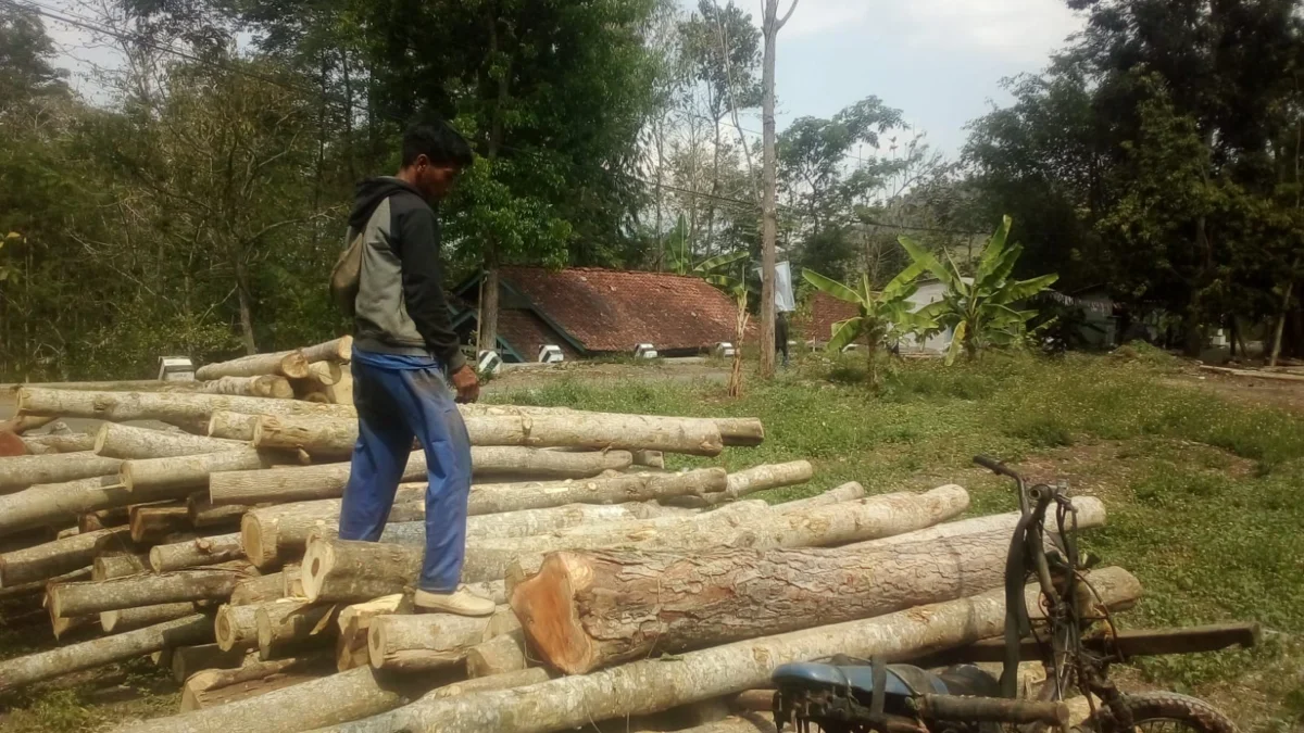 ojek angkut kayu di Desa Majasari, Cibiuk