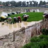 Benih Padi Diserang Tikus, Petani Dapat Bantuan Kompos