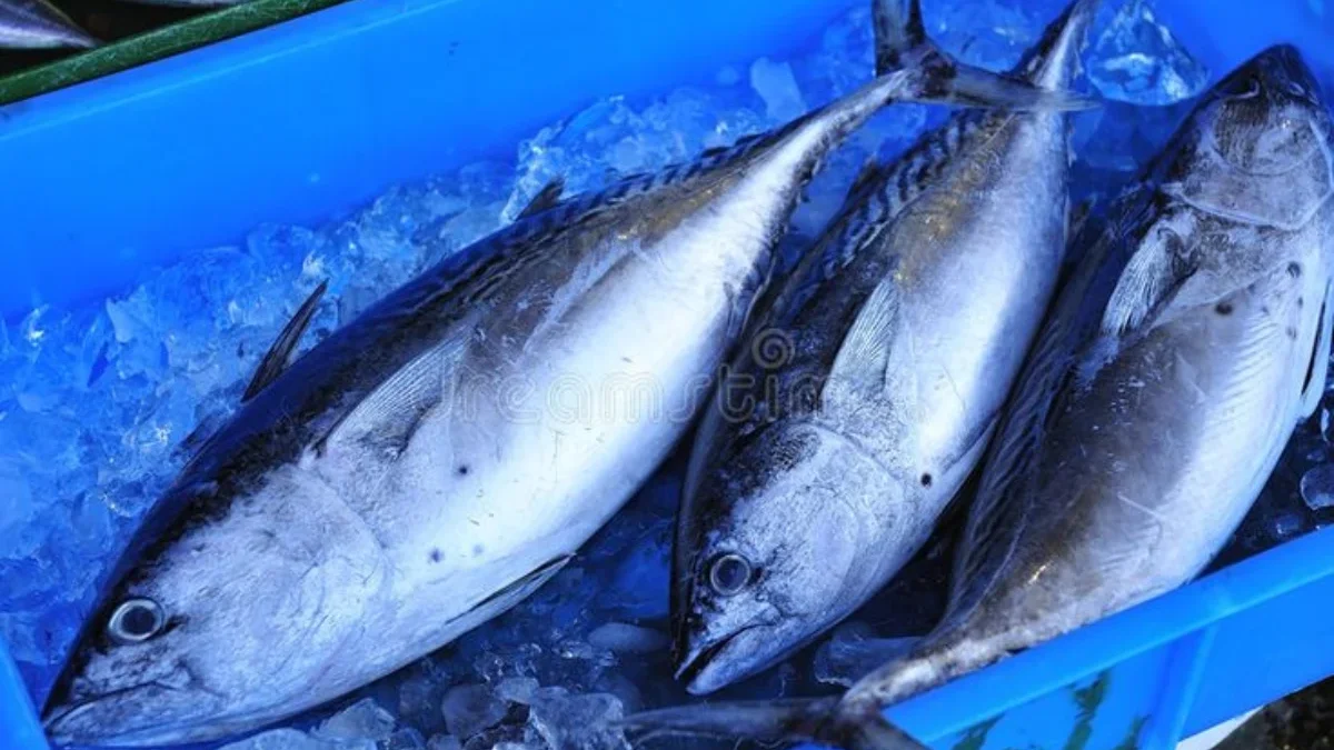 Manfaat Kesehatan Ikan Tuna