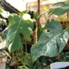 Monstera Variegata (@ArtulangNursery)