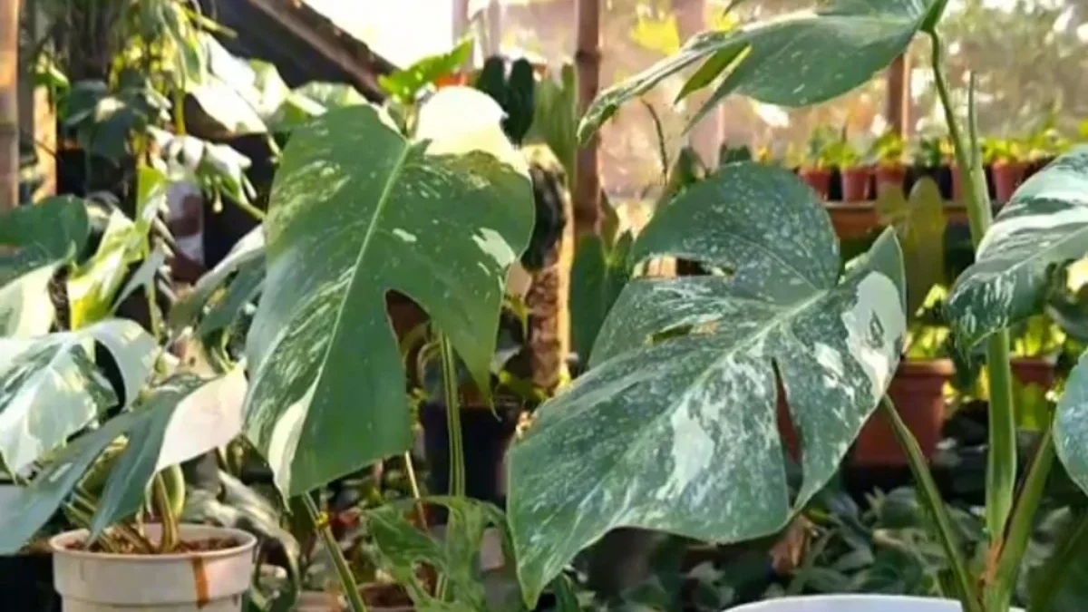 Monstera Variegata (@ArtulangNursery)