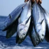 Manfaat Ikan Tuna untuk Kesehatan: Superfood yang Wajib Dikonsumsi