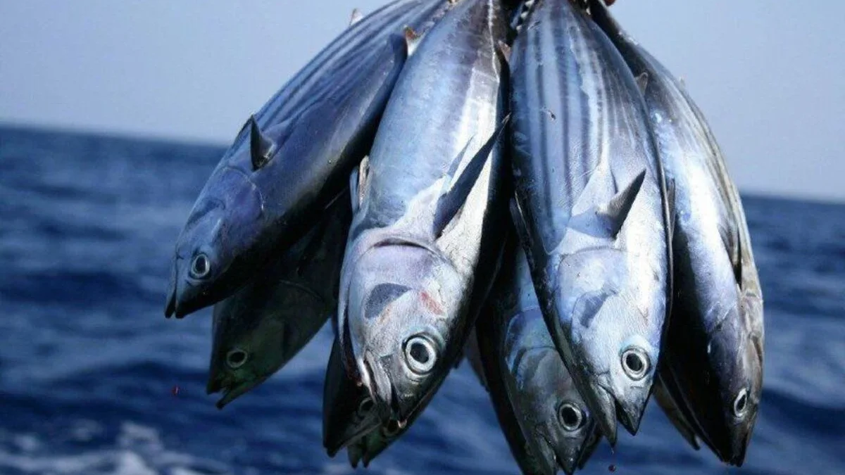 Manfaat Ikan Tuna untuk Kesehatan: Superfood yang Wajib Dikonsumsi