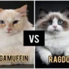 Ragdoll Vs Ragamuffin, Mana yang Terbaik Dipelihara?