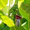 6 Manfaat Jantung Pisang Bagi Kesehatan Tubuh