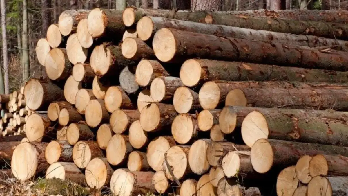 6 Kayu Termahal Asal Indonesia, Harganya Tembus Ratusan Juta dan Dicari Dunia
