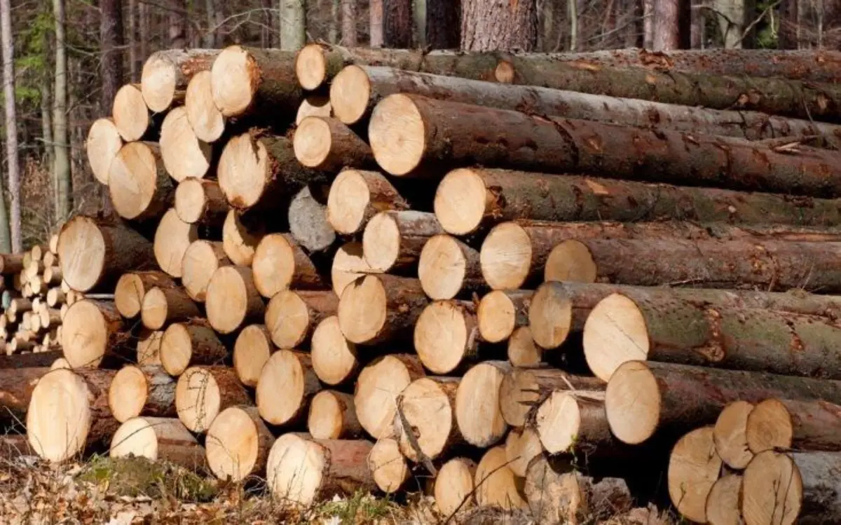 6 Kayu Termahal Asal Indonesia, Harganya Tembus Ratusan Juta dan Dicari ...