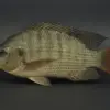 5 Manfaat Ikan Nila untuk Kesehatan Jantung dan Mental Anda