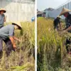 panen padi di Lapas Garut