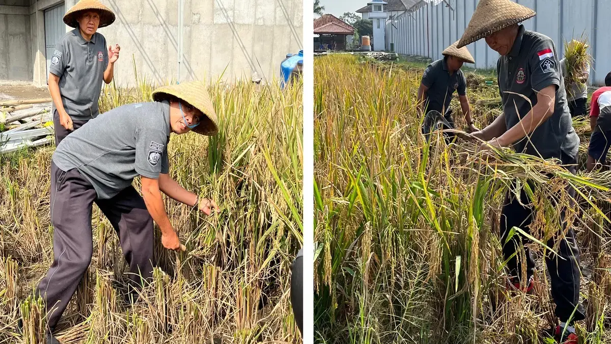 panen padi di Lapas Garut