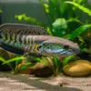 eputar ikan channa