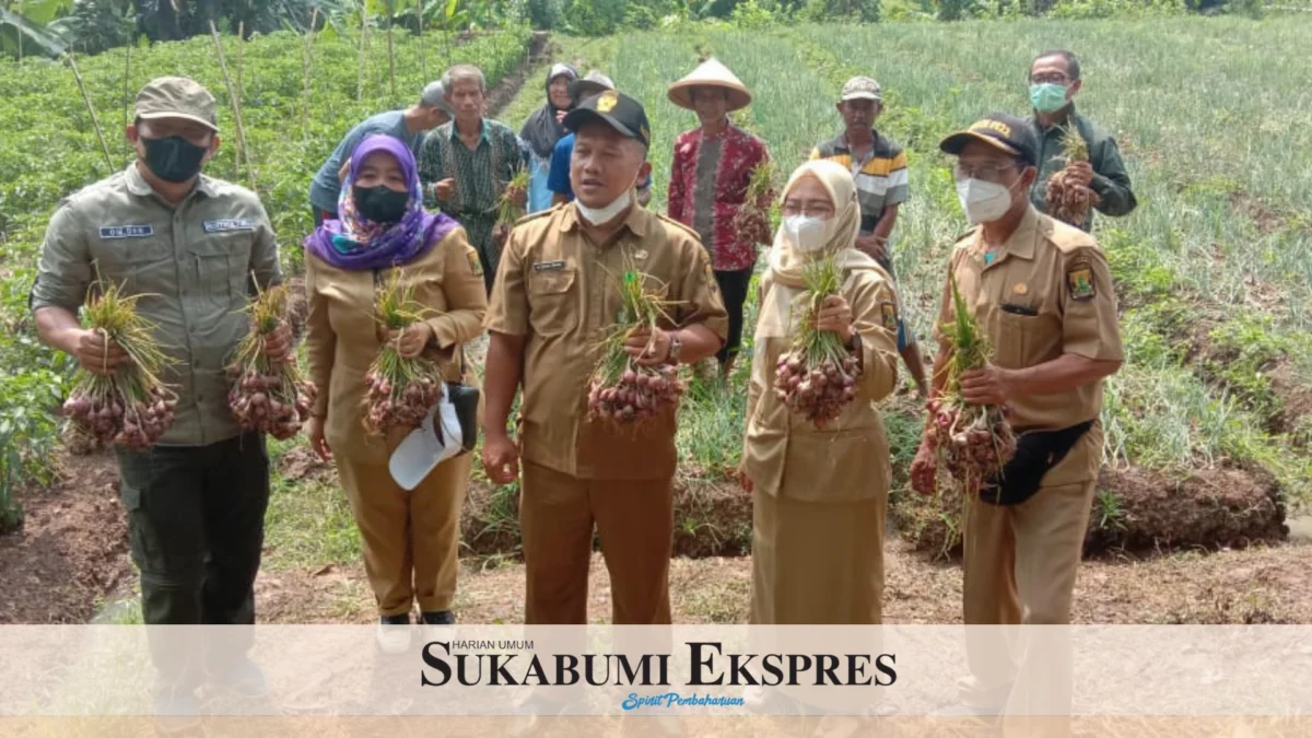 Potensi Panen Bawang di Desa Jayanti Capai 12 Ton