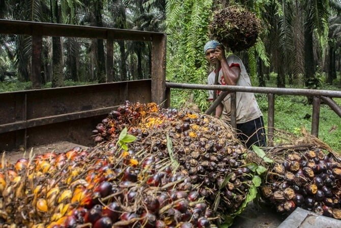 BUAH KELAPA SAWIT: Pekerja menyusun tandan buah segar (TBS) kelapa sawit di kawasan Candali Bogor, Jawa Barat. Cangkang sawit yang sebelumnya sebagai limbah, kini diolah dan bisa diekspor ke Jepang sehingga bisa memberikan nilai tambah bagi pea i sawit. Foto: Dery Ridwansah/ JawaPos.com