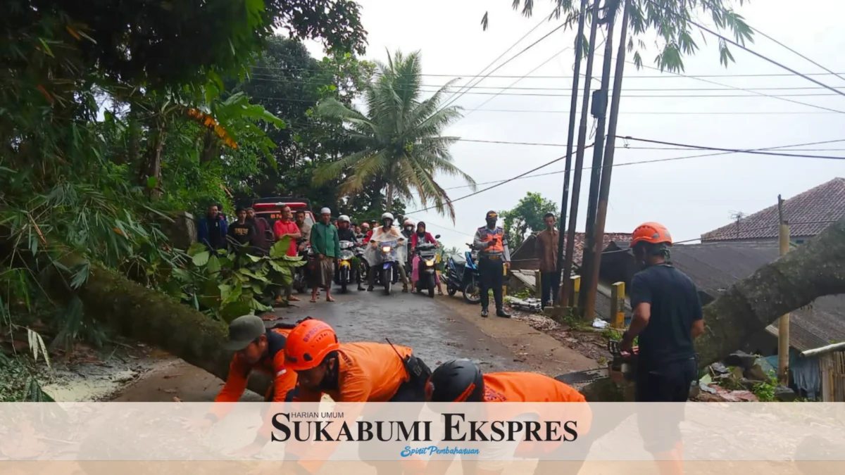 Pohon Tumbang akibat Cuaca Ekstrem