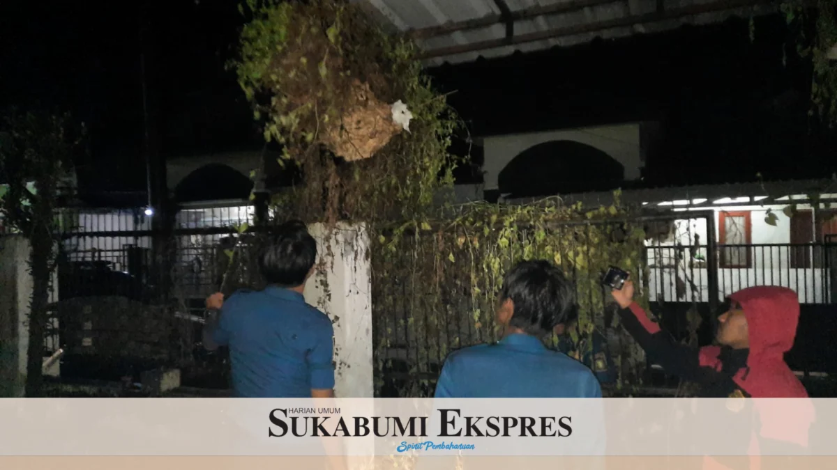 Kurun Setahun Tangani 115 Kasus Sarang Tawon