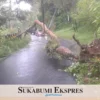 Pohon Tumbang Tutup Akses