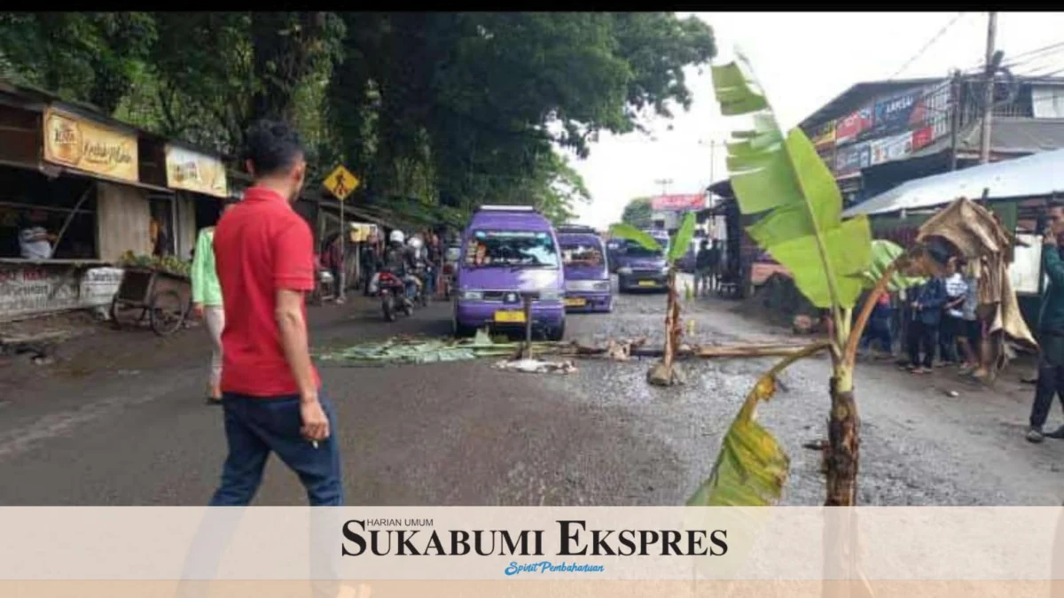 Sopir Angkot Tanam Pisang di Jalan