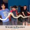 Damkar Evakuasi 12 Ekor Ular Kurun 6 Bulan