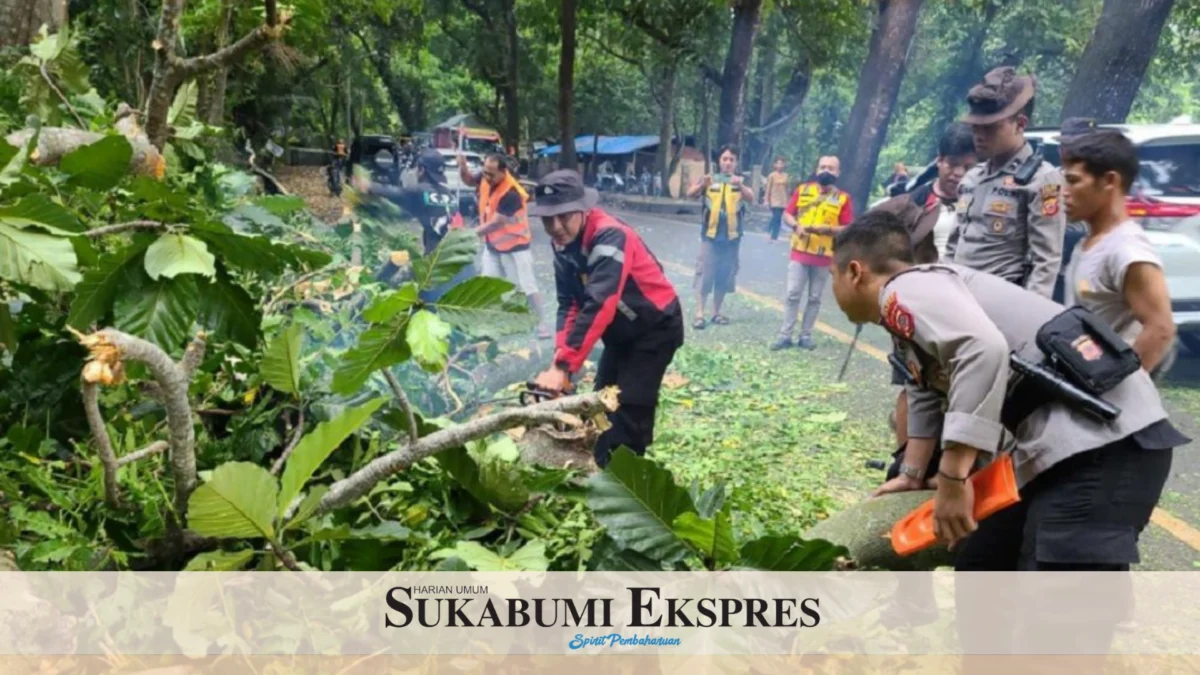 Kurang dari Satu Pekan, Dua Pohon Tumbang di Palabuhanratu