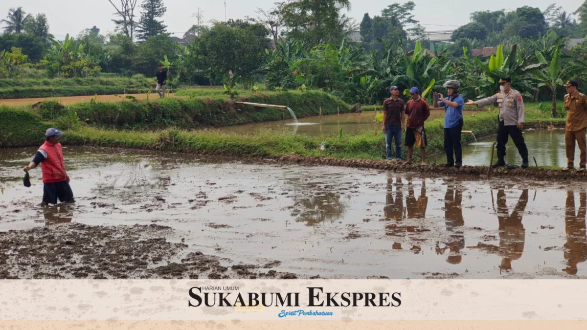 Warga Cisaat Dihebohkan dengan Temuan Mayat di Sawah