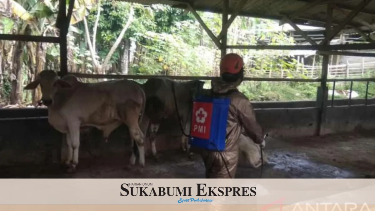 Cegah PMK, PMI Kota Sukabumi Disinfeksi Peternakan