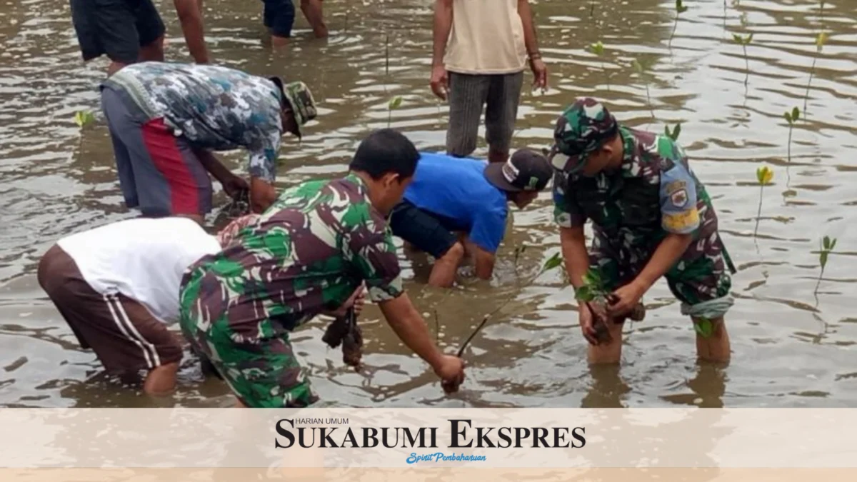 TNI AL Tanam Ribuan Pohon Mangrove di Sukabumi