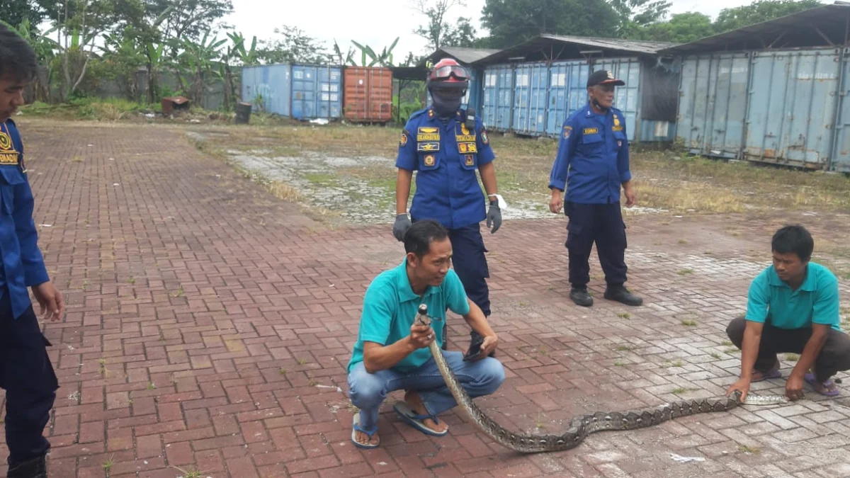 Tim Animal Rescue Damkar Kota Sukabumi Evakuasi 57 Sarang Tawon dan 39 Ekor Ular