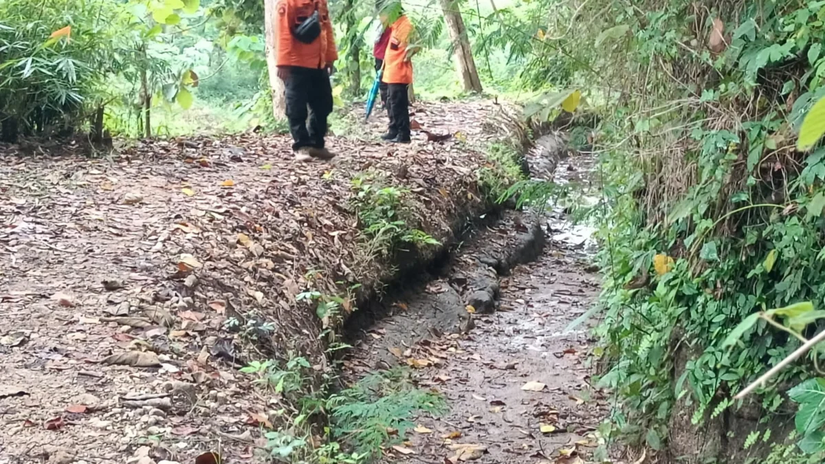 Ratusan Hektare Lahan Sawah di Cianjur Terancam Gagal Panen