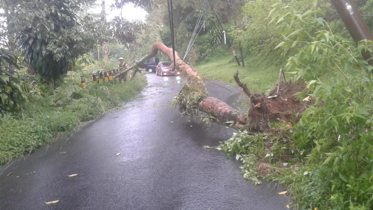 Imbau Pengguna Jalan Waspadai Pohon Tumbang