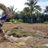 Lahan Sawah Terdampak Gempa Sekitar 317 Ha