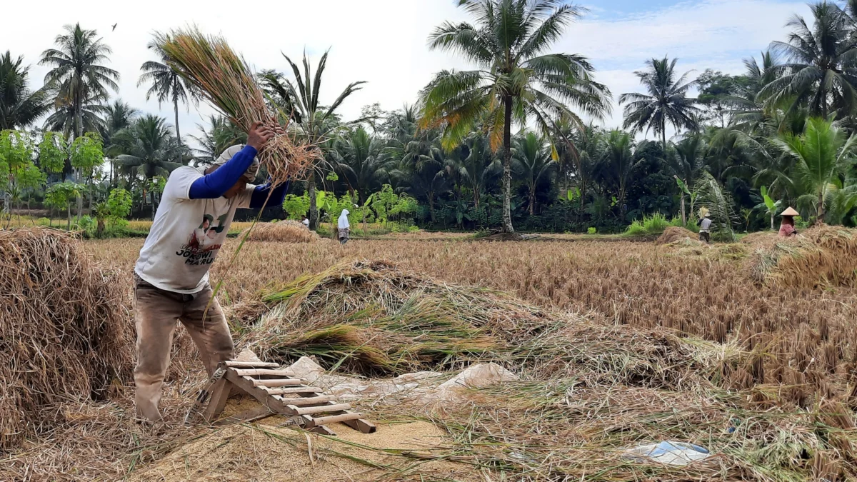 Lahan Sawah Terdampak Gempa Sekitar 317 Ha