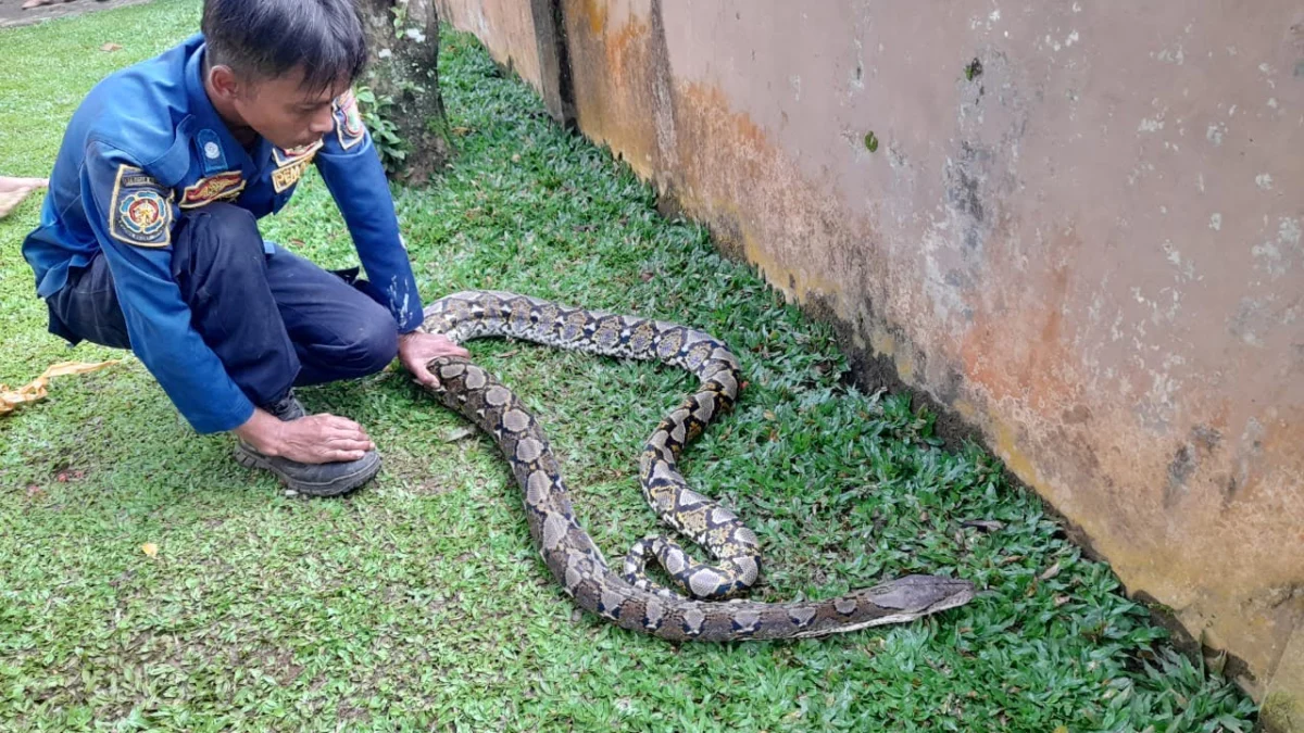 Damkar dan Penyelamatan Tangani 171 Laporan