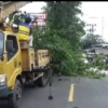 Pohon Rawan Tumbang di Kawasan BKSDA Kembali Dipangkas