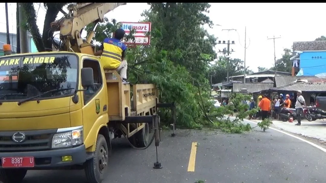 Pohon Rawan Tumbang di Kawasan BKSDA Kembali Dipangkas