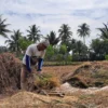 Suplai Gabah Kurang, Harga Beras Naik