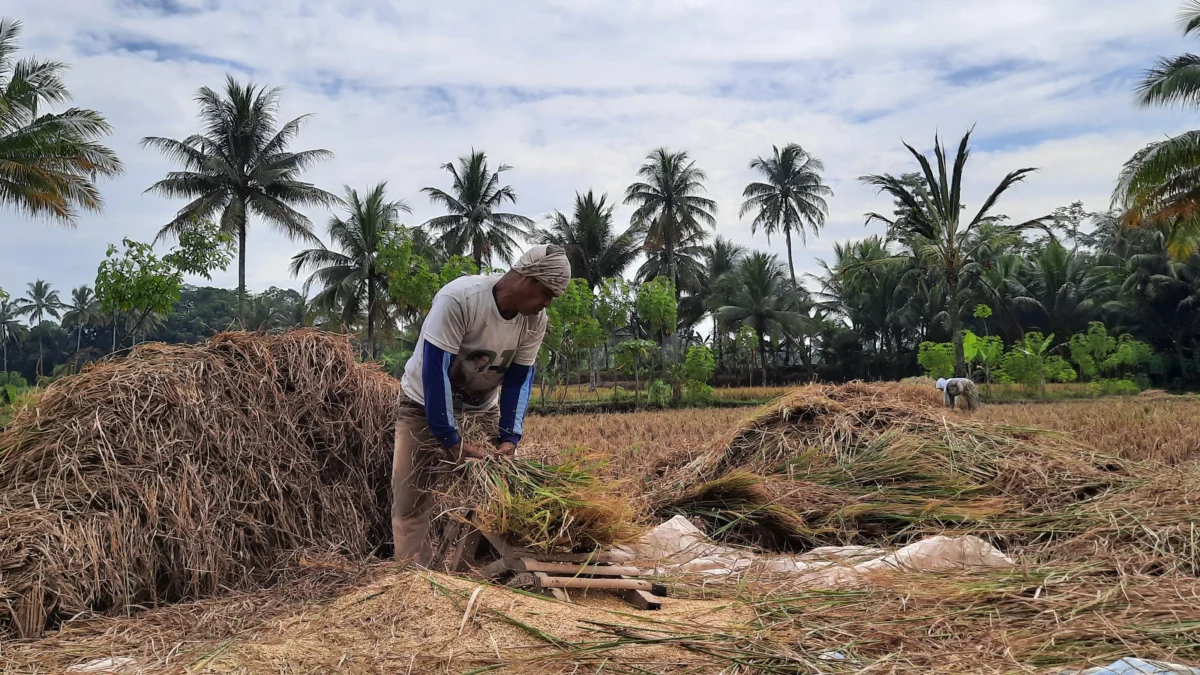 Suplai Gabah Kurang, Harga Beras Naik