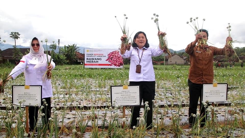 Direktorat Kementan Panen Bawang Merah di Sasagaran Kebonpedes