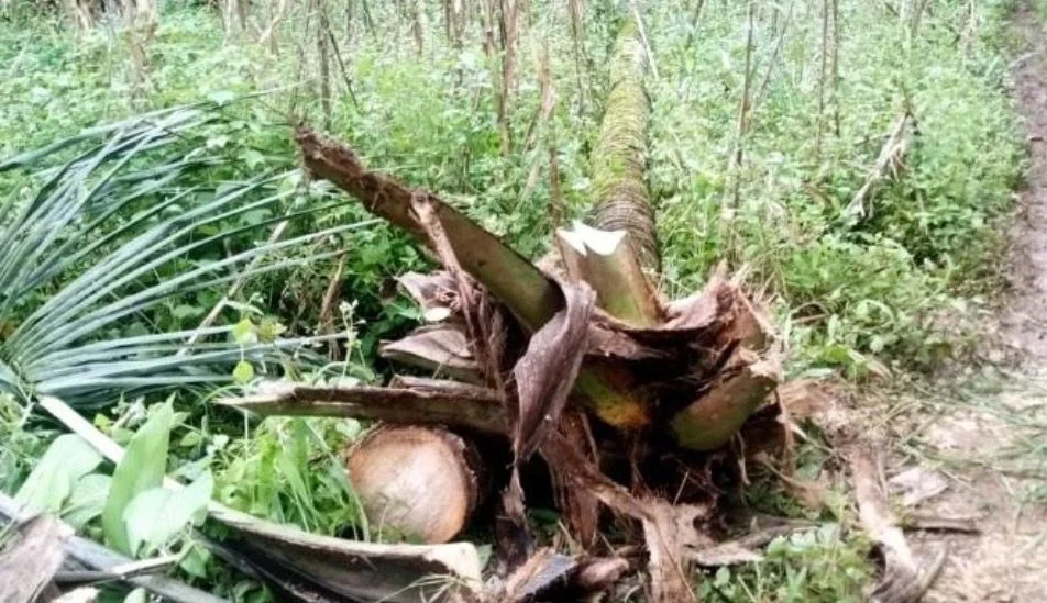 Pasutri Tewas Tertimpa Pohon Kelapa