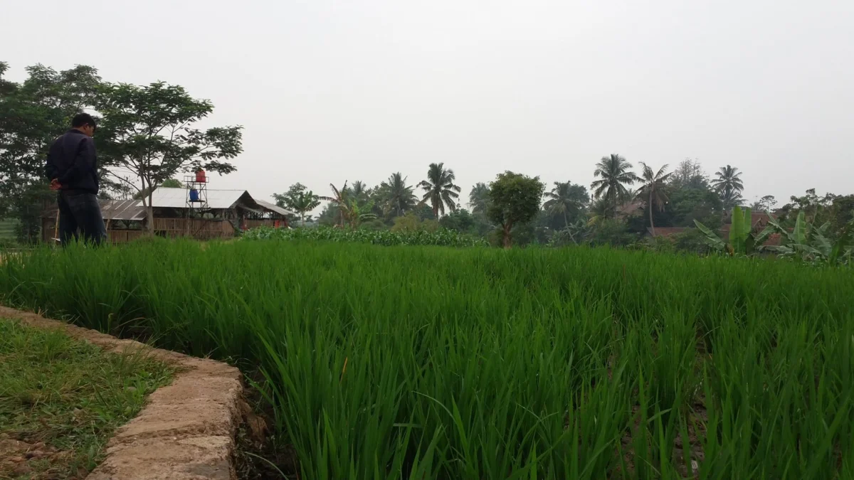 Tingkatkan Produksi Beras Lokal