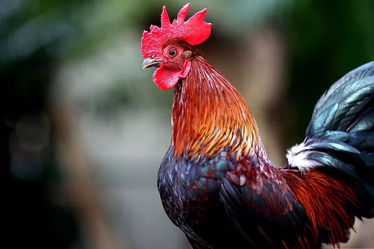 Turis Asing Protes Suara Kokok Ayam, Gubernur Bali: Pelihara Ayam Banyak-Banyak!