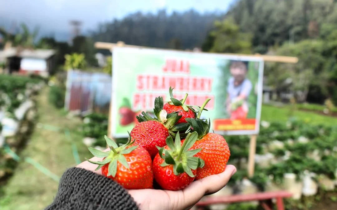 Tempat Wisata Taman Strawberry Sukabumi