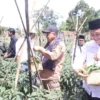 Pemkab dan BI Panen Raya Cabai Pangsi di Kampung Salaeurih