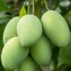 Manfaat Buah Mangga Bagi Kesehatan! Berikut Detailnya