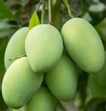 Manfaat Buah Mangga Bagi Kesehatan! Berikut Detailnya