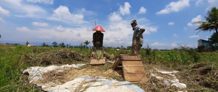 Musim Panen tak Untungkan Petani, Dipengaruhi Kondisi Curah Hujan Tinggi