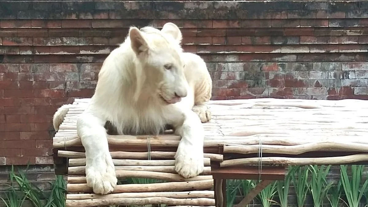 Bandung Zoo Hadirkan Sensasi Bukber Bareng Singa di Bulan Ramadan